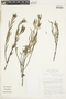 Turnera stenophylla image