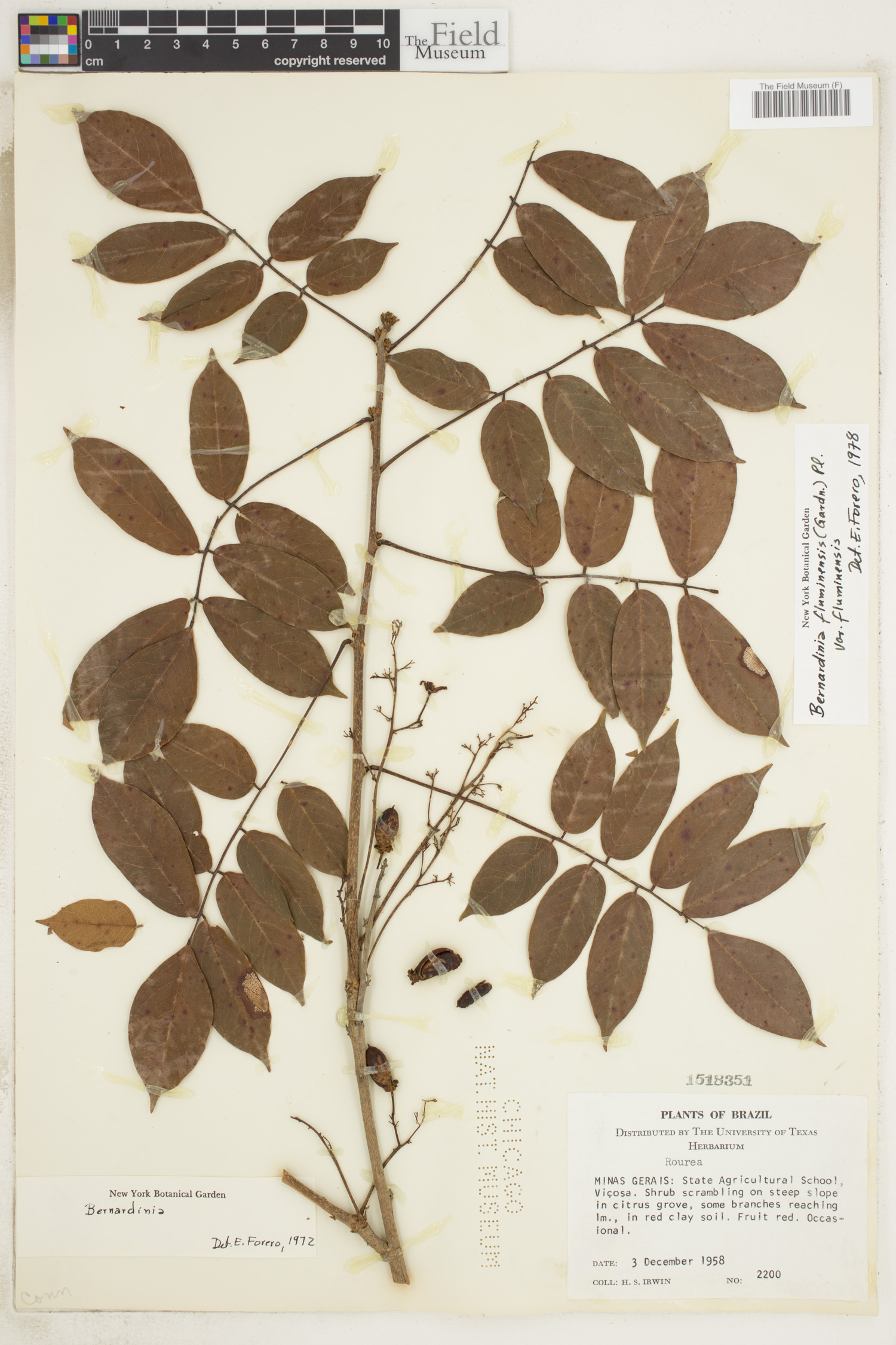 Rourea fluminensis image