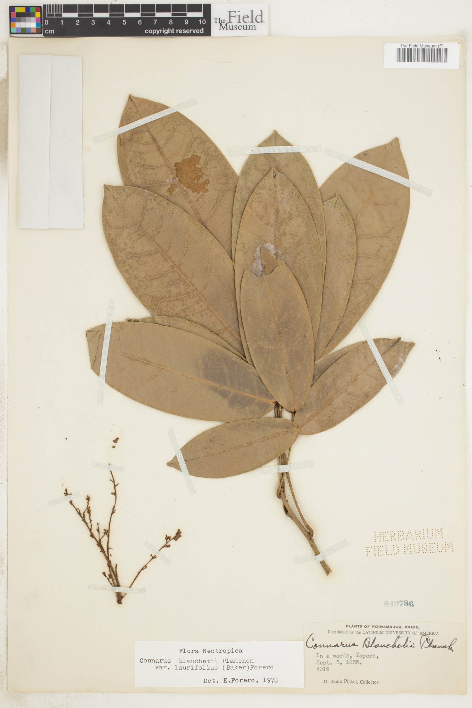 Connarus blanchetii image