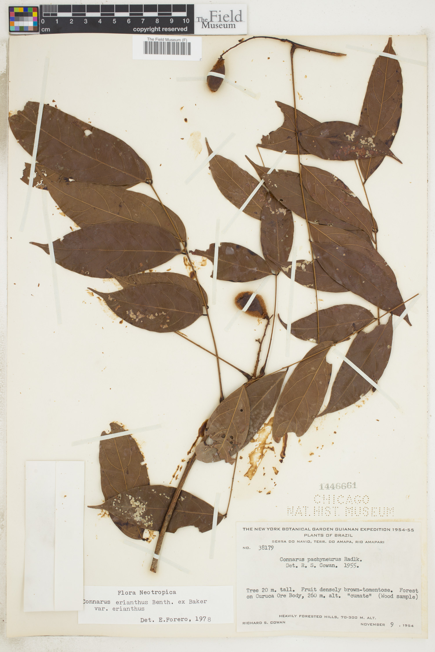 Connarus erianthus var. erianthus image