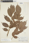 Connarus erianthus image