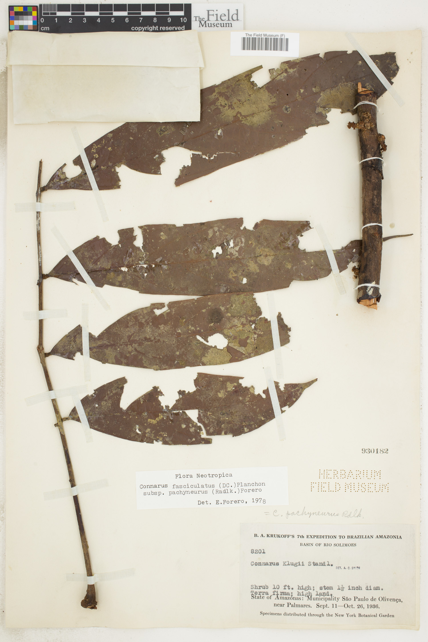 Connarus fasciculatus image