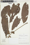 Connarus fasciculatus image