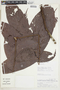 Connarus fasciculatus image