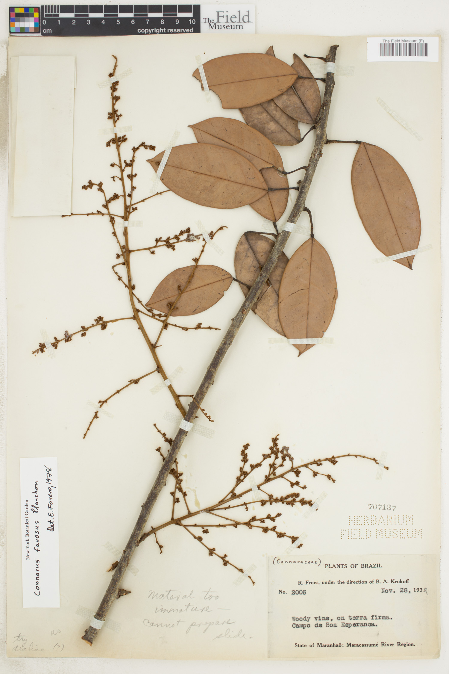 Connarus favosus image