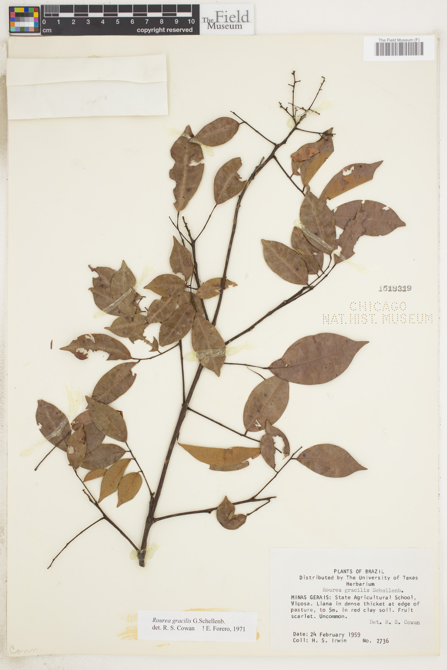 Rourea gracilis image