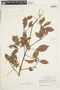 Rourea gracilis image