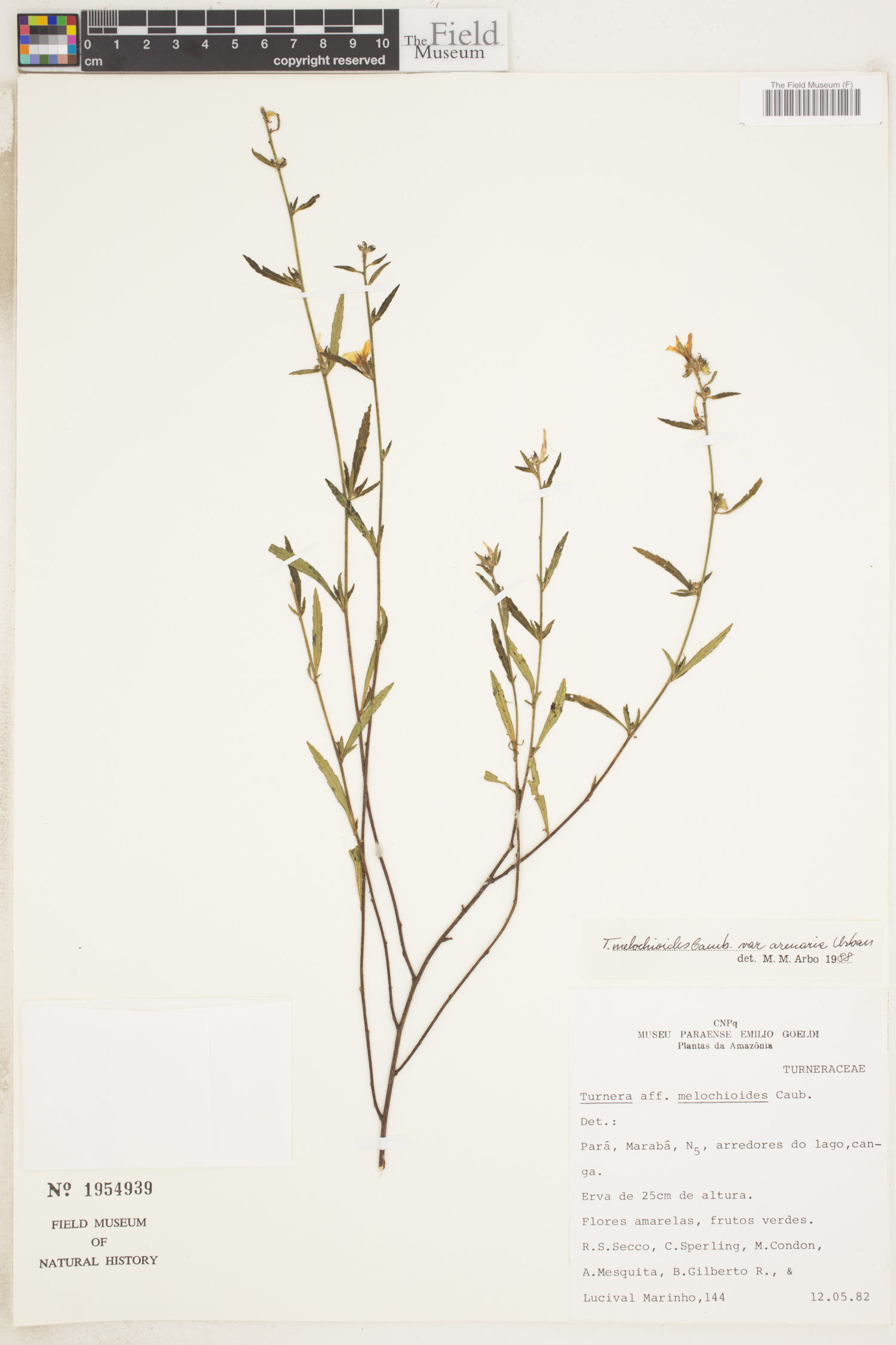 Turnera melochioides image