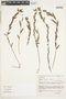 Turnera oblongifolia image