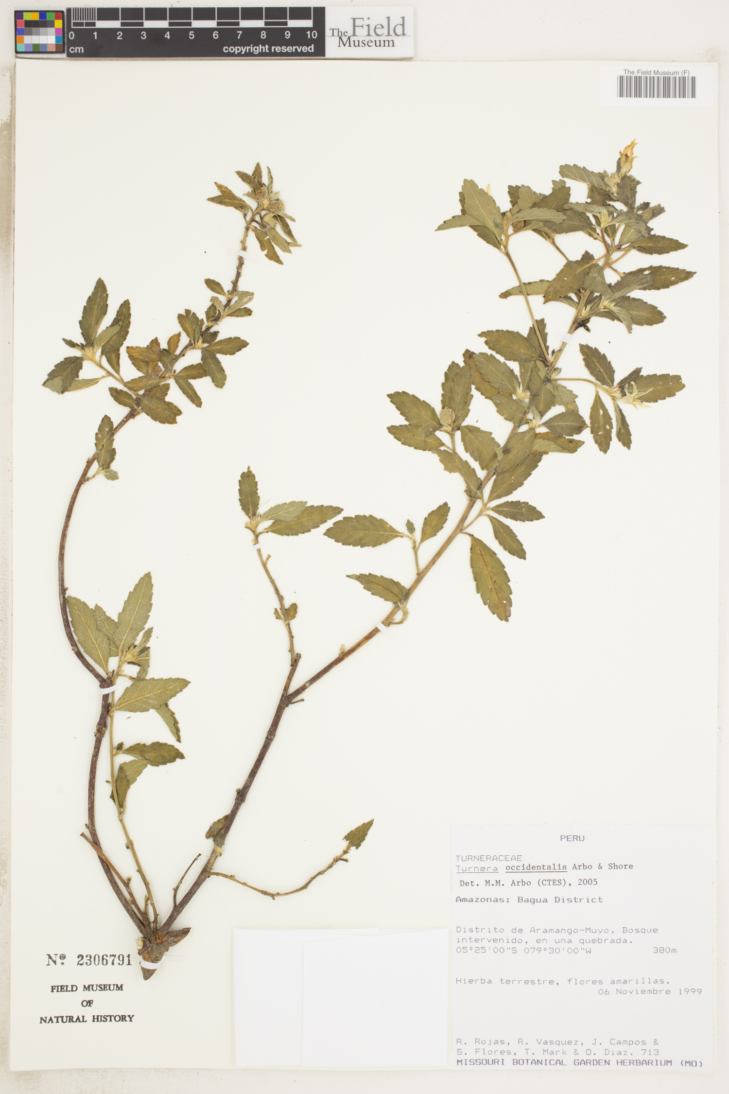 Turnera occidentalis image