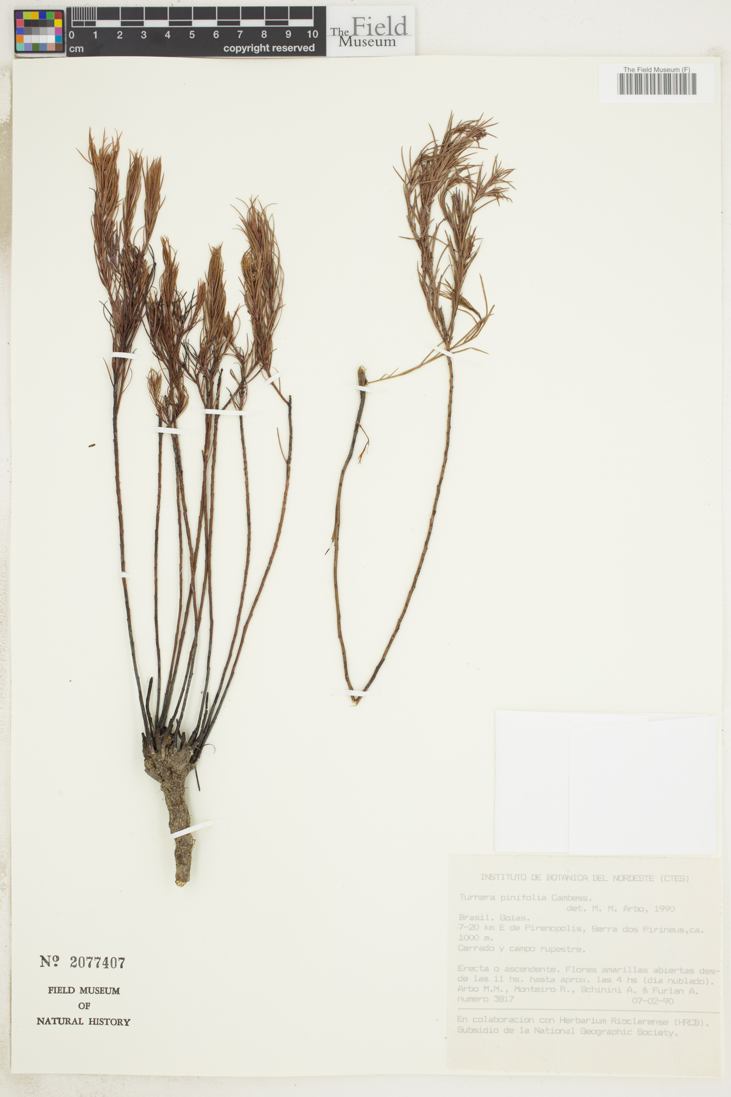 Turnera pinifolia image
