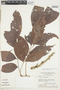 Connarus erianthus var. pedicellatus image