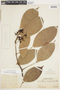 Rourea cuspidata var. densiflora image