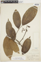 Rourea cuspidata var. densiflora image