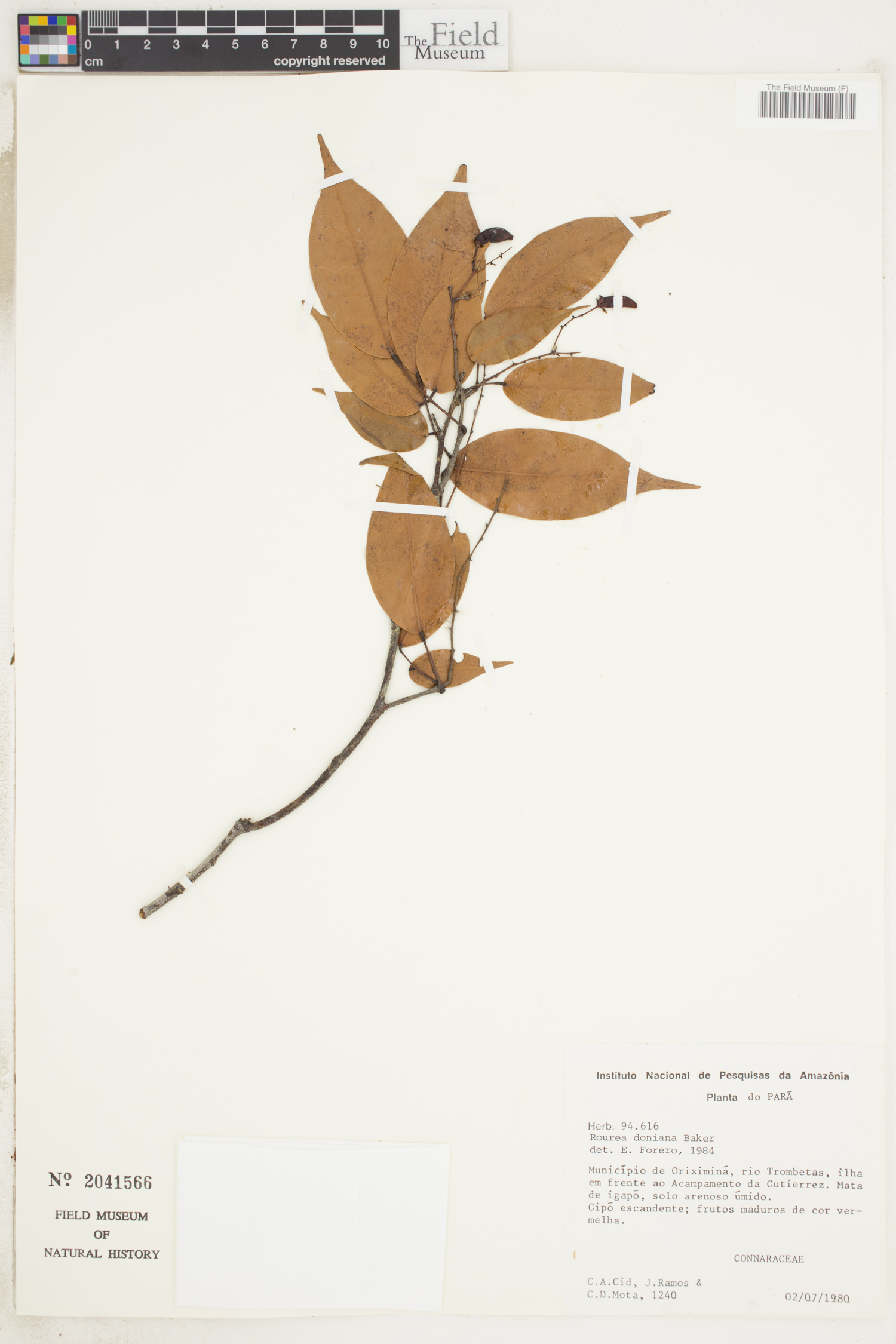 Rourea doniana image