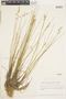 Juncus alpinoarticulatus image