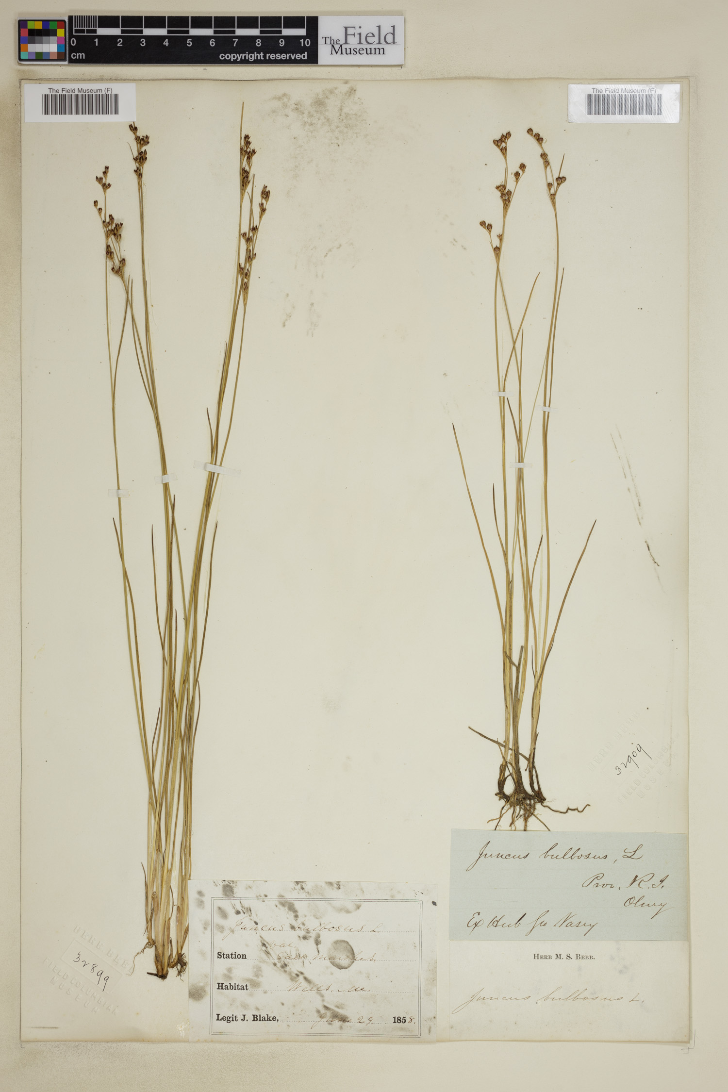 Juncus bulbosus image