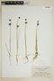 Juncus castaneus image