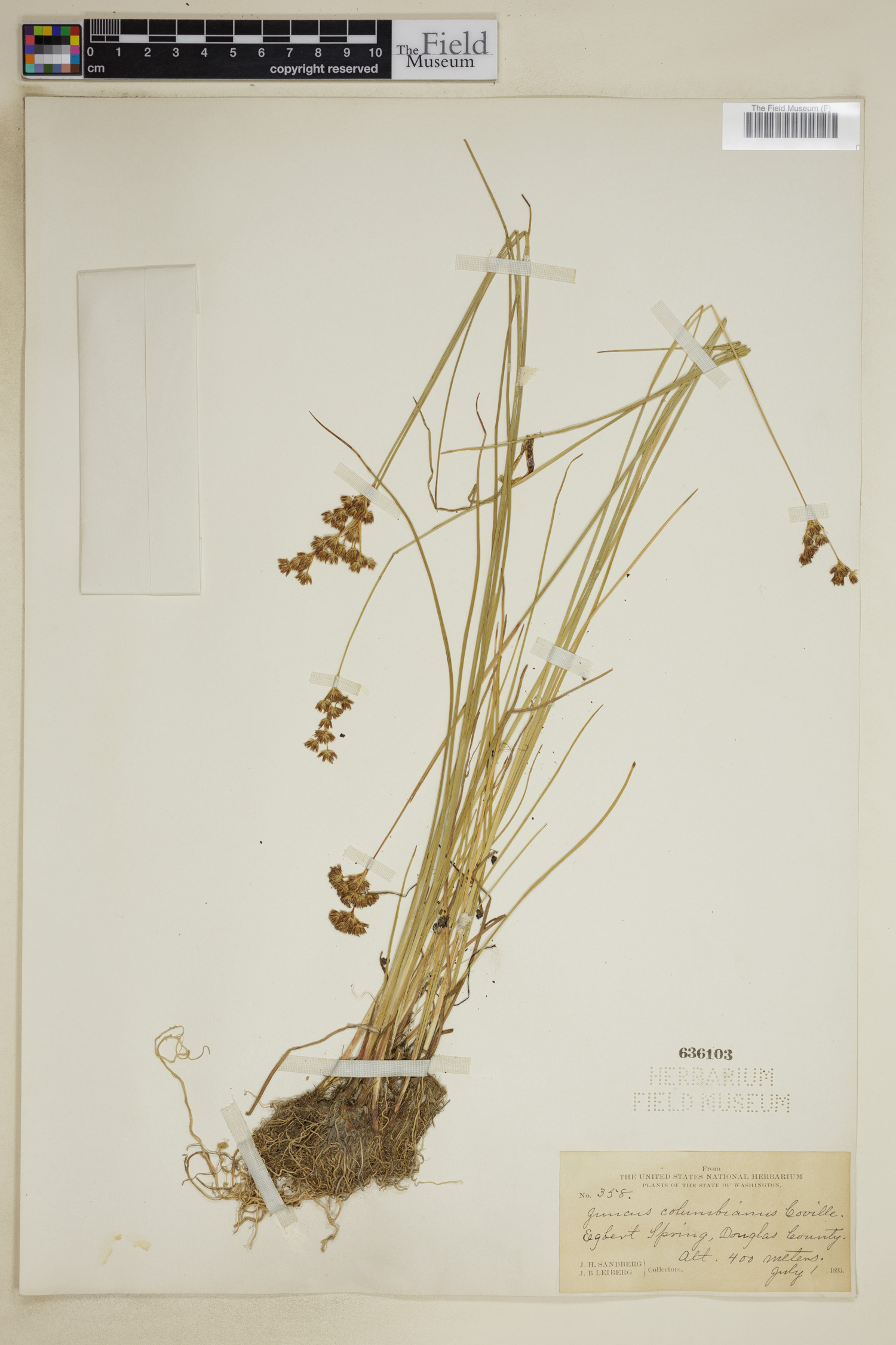 Juncus columbianus image