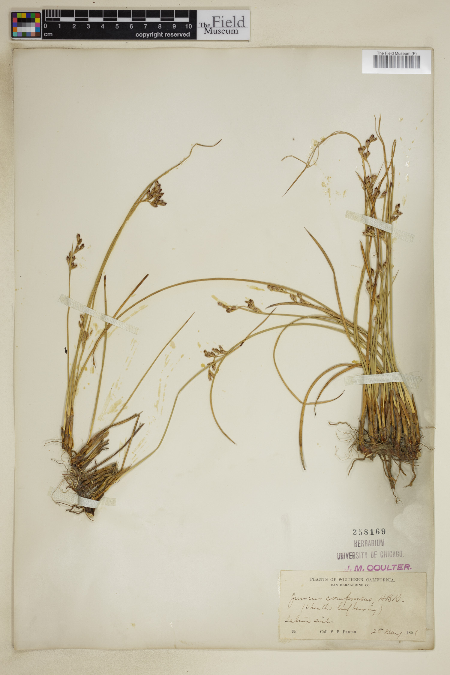 Juncus compressus image