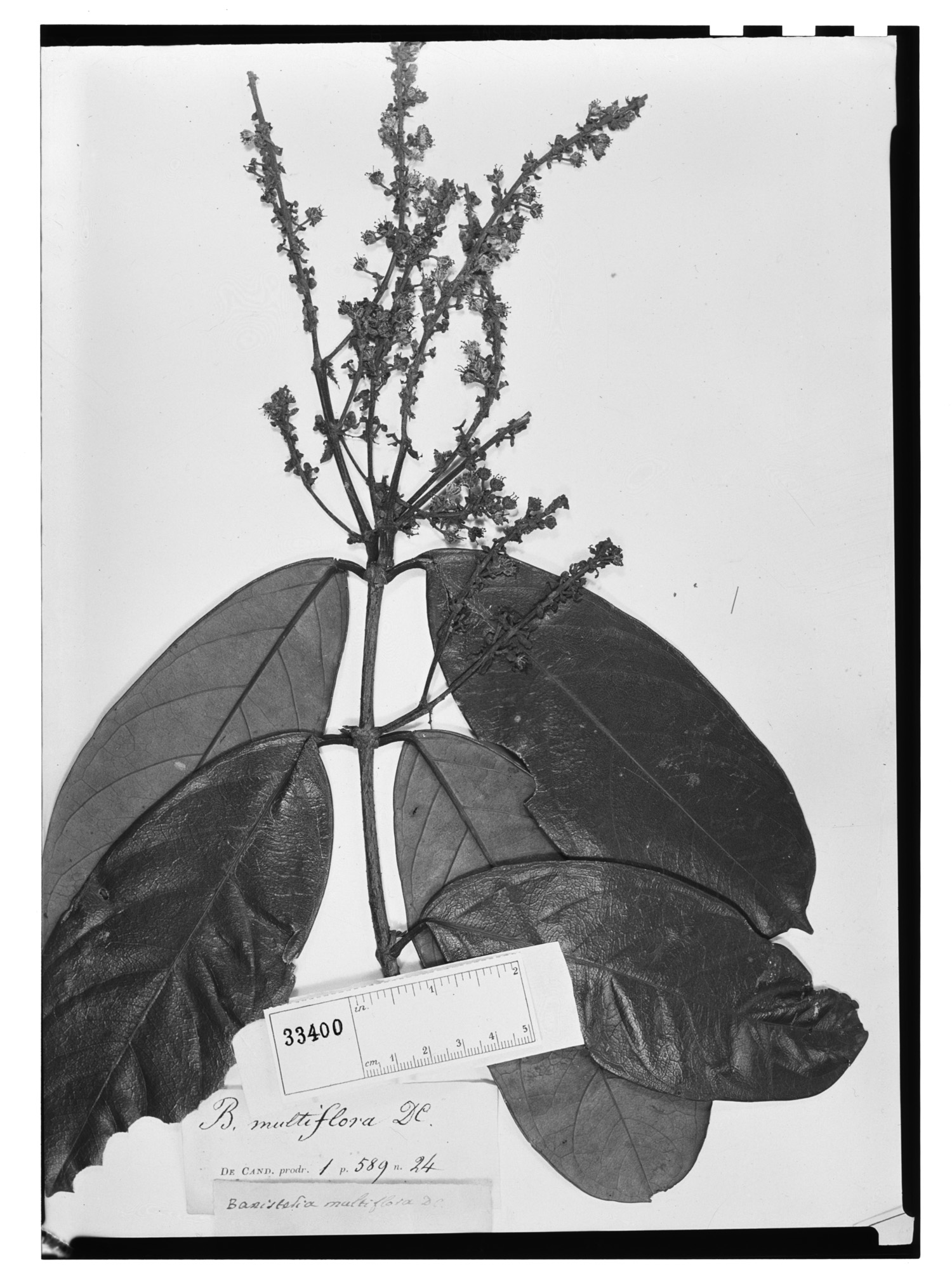 Banisteria multiflora image