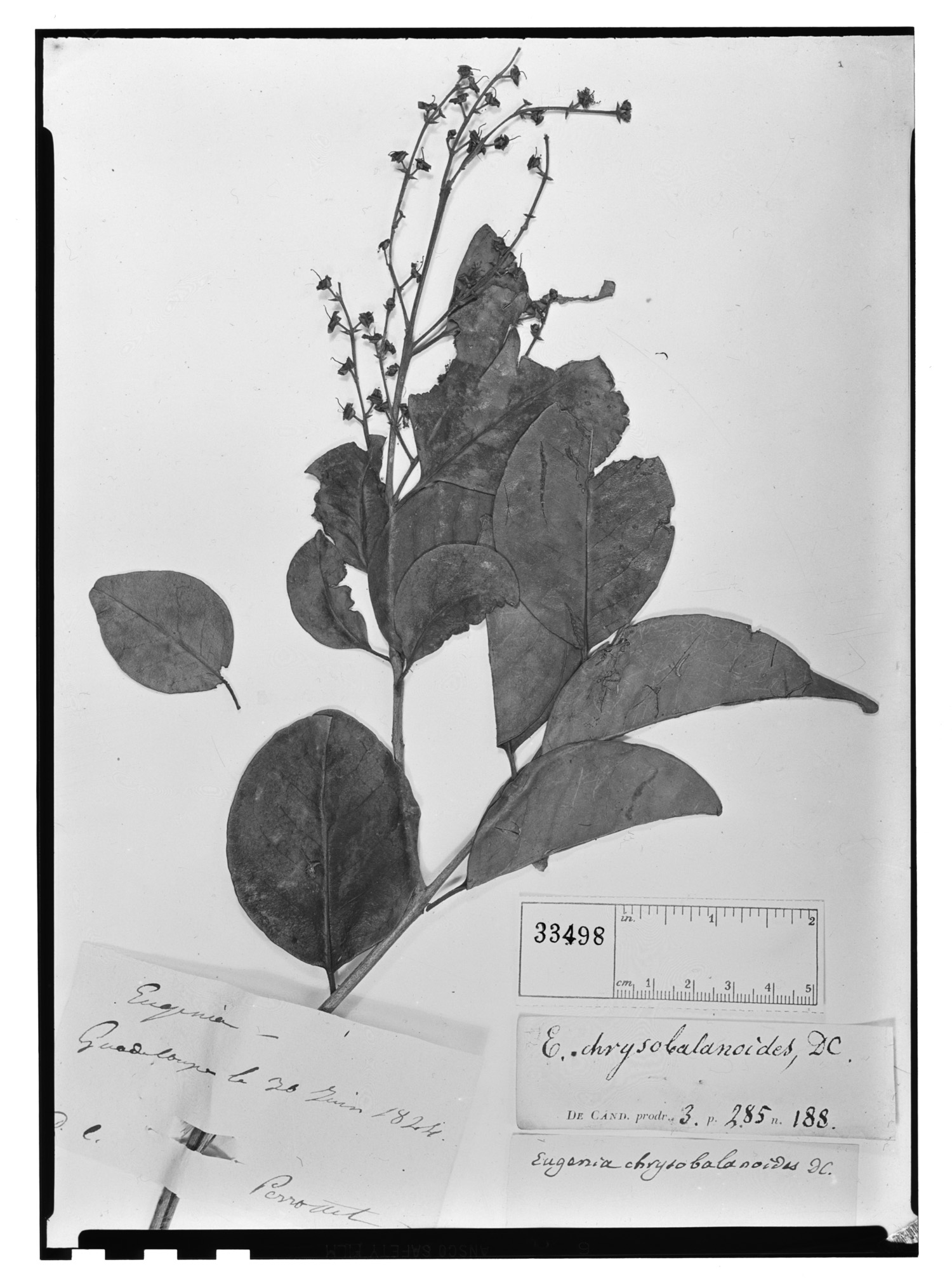 Eugenia chrysobalanoides image