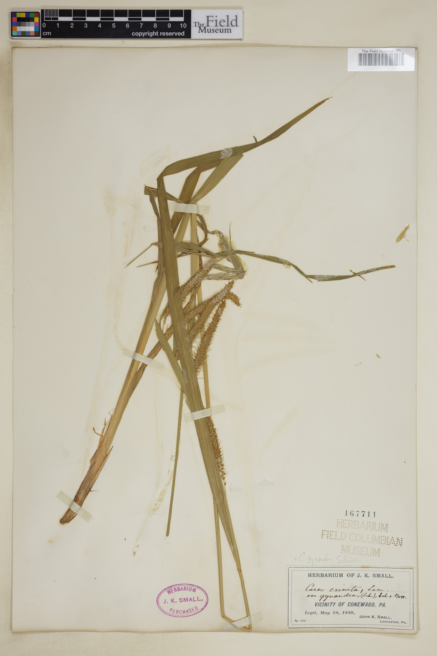 Carex gynandra image