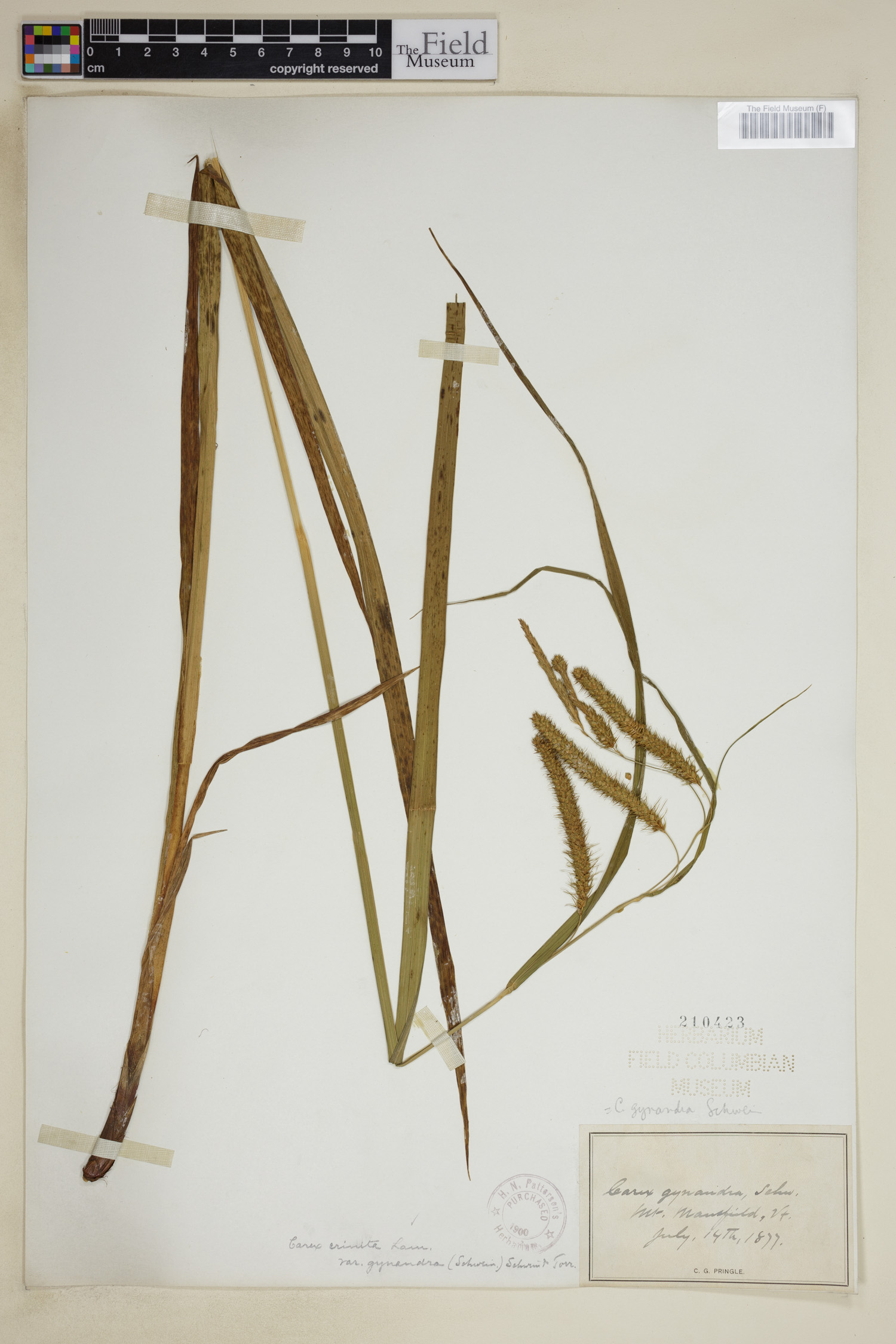 Carex gynandra image