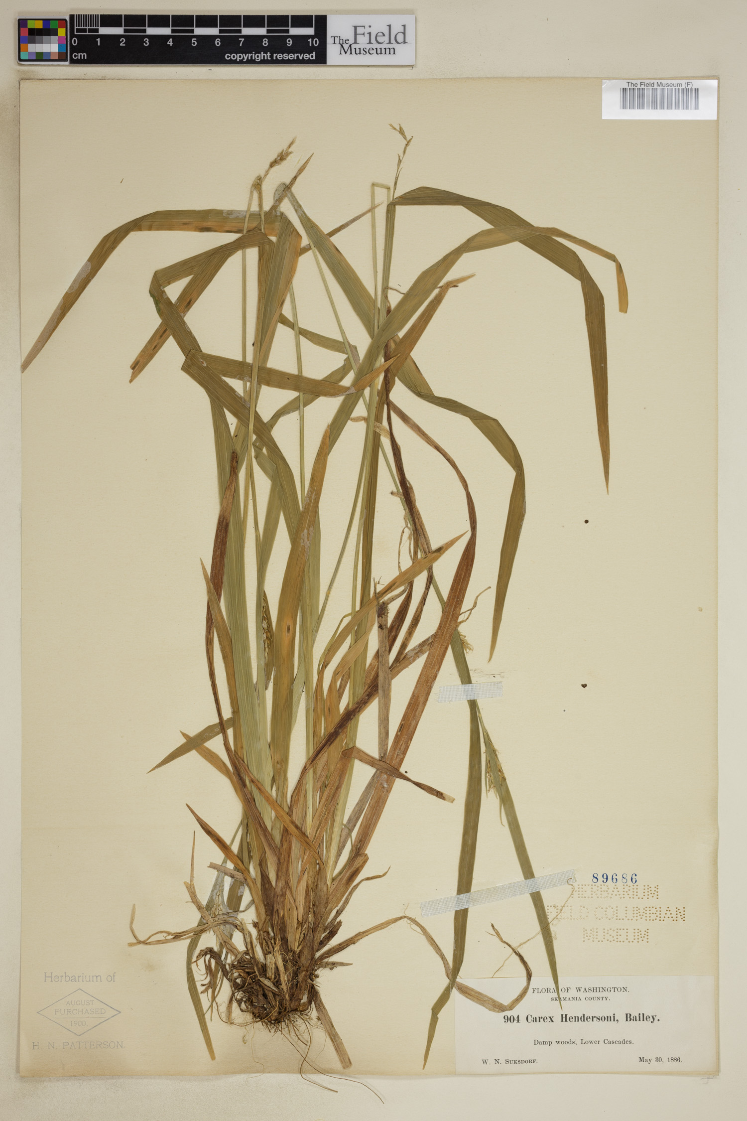 Carex hendersonii image