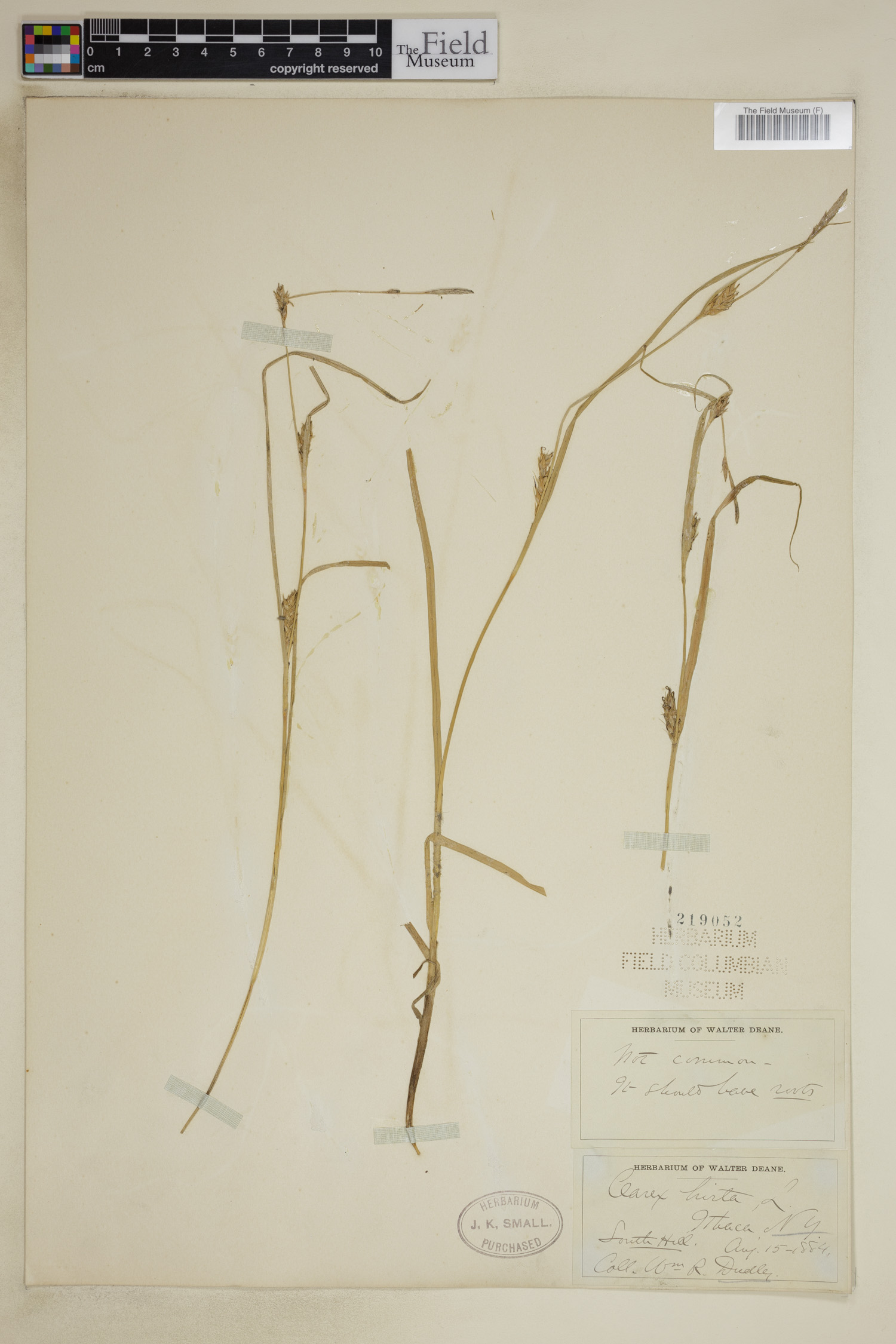 Carex hirta image