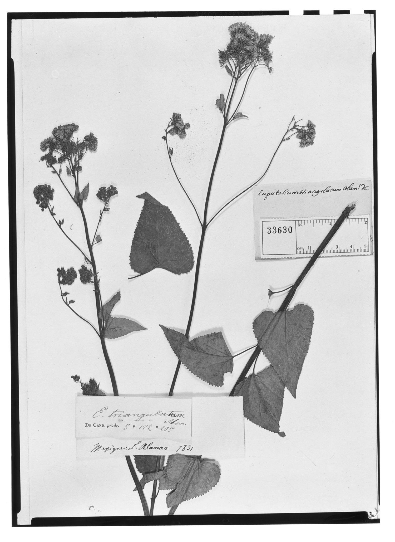 Ageratina triangulatum image