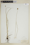 Carex hoodii image