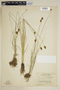 Carex hoodii image