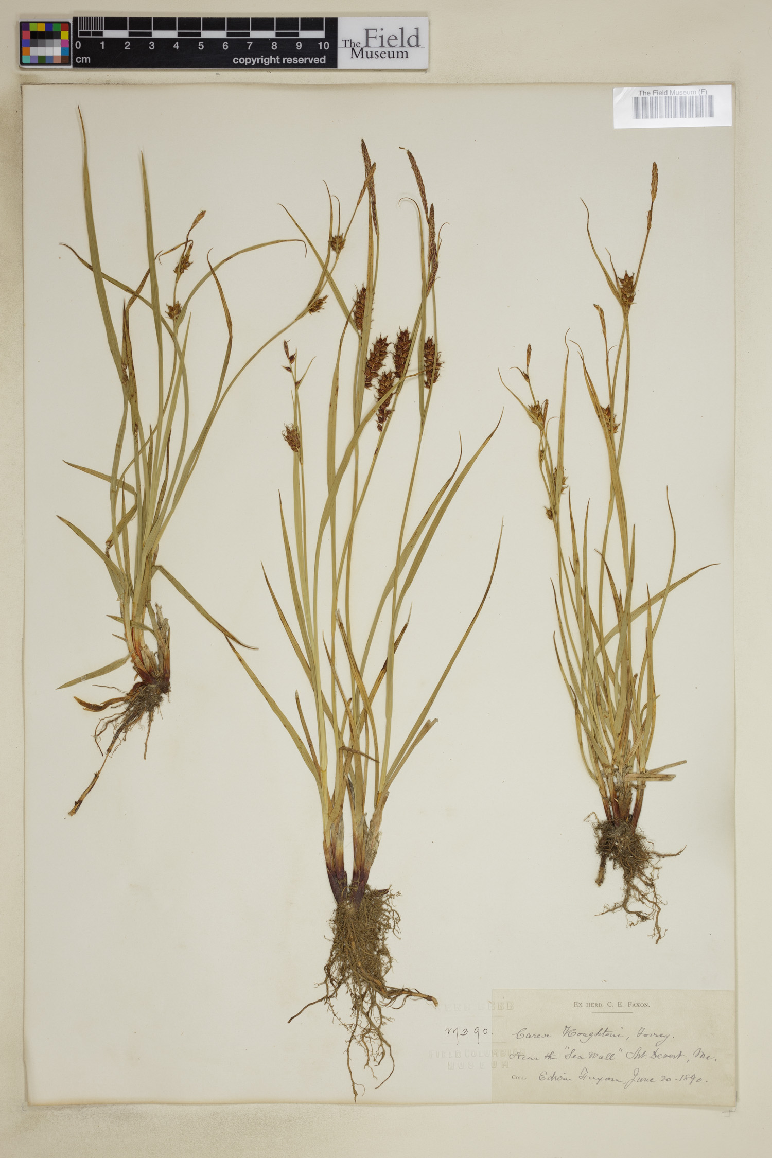 Carex houghtoniana image