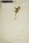 Chamerion latifolium image