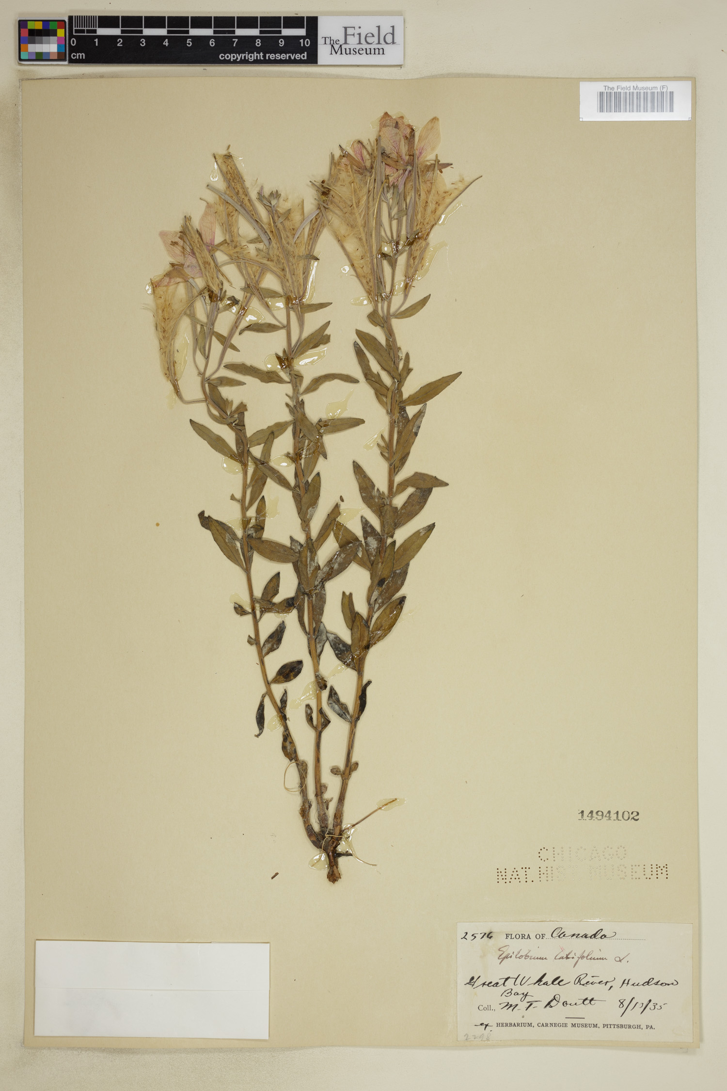 Chamerion latifolium image
