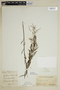 Chamerion latifolium image