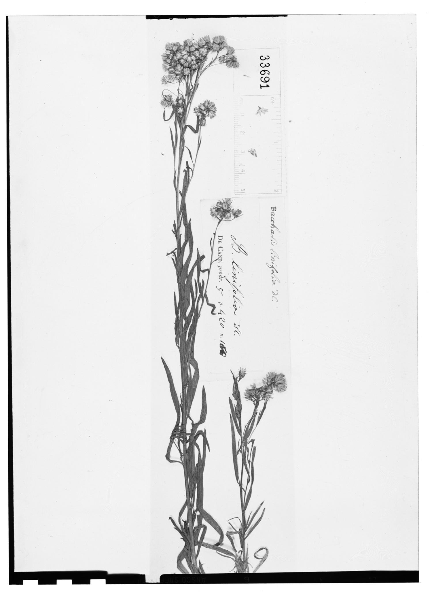 Baccharis linifolia image