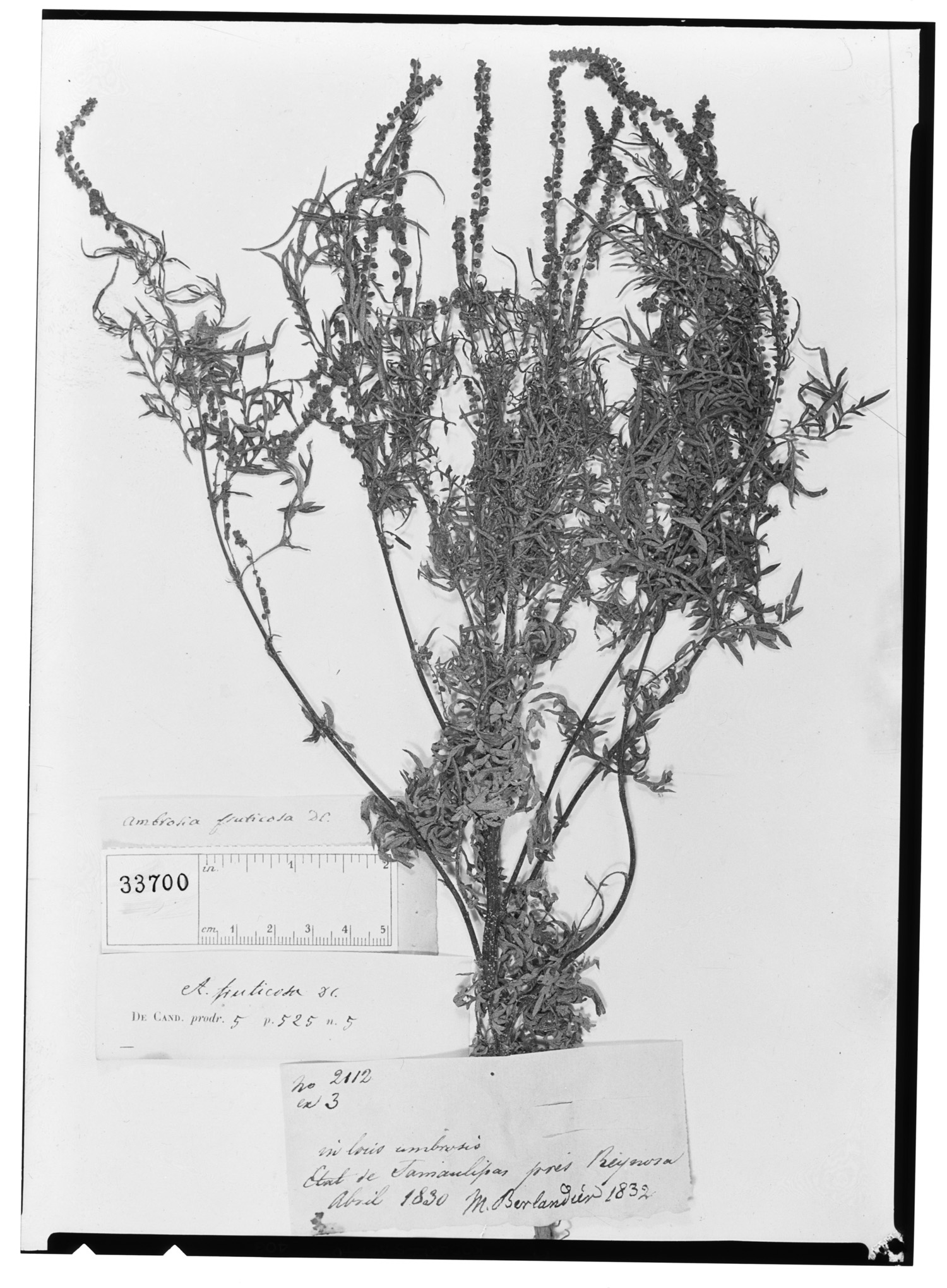Ambrosia fruticosa image