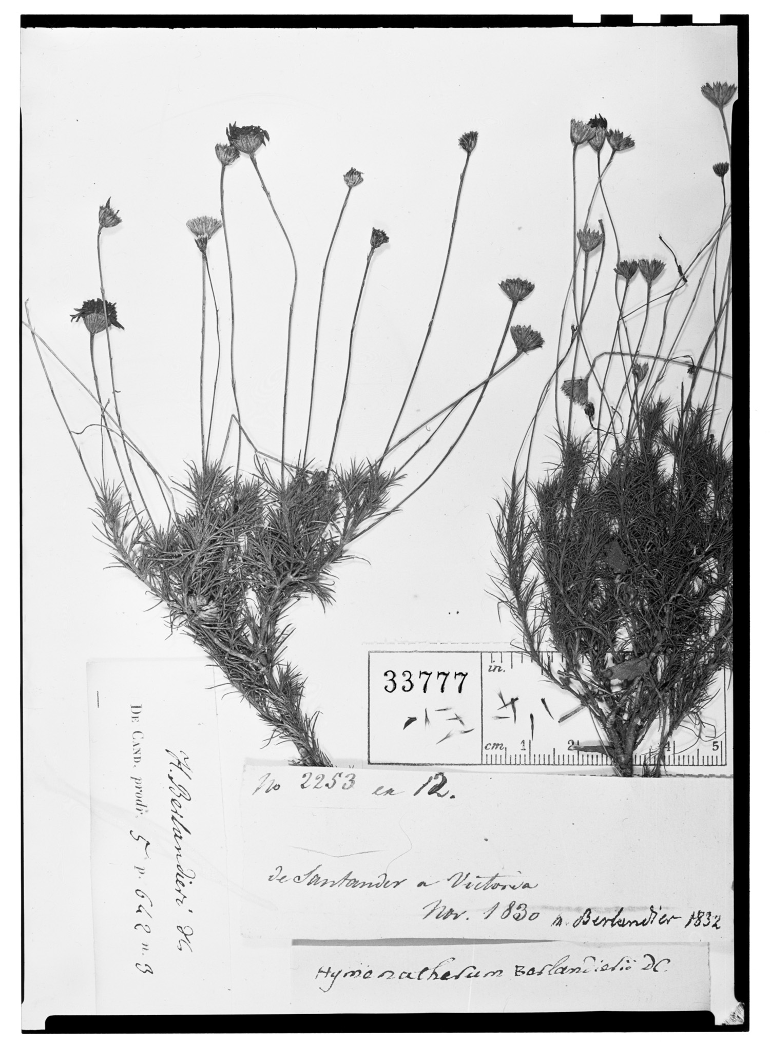 Hymenatherum berlandieri image