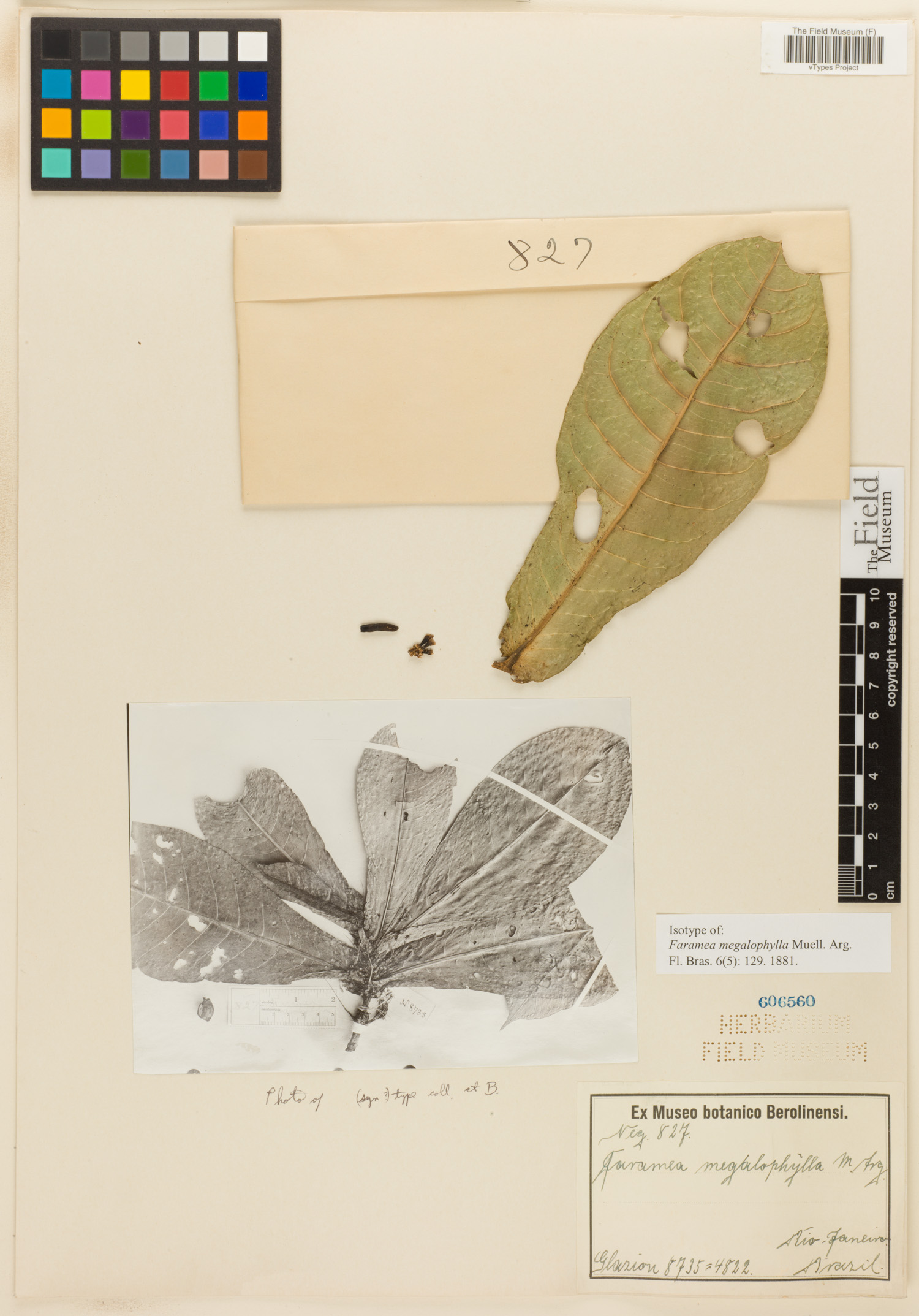 Faramea megalophylla image