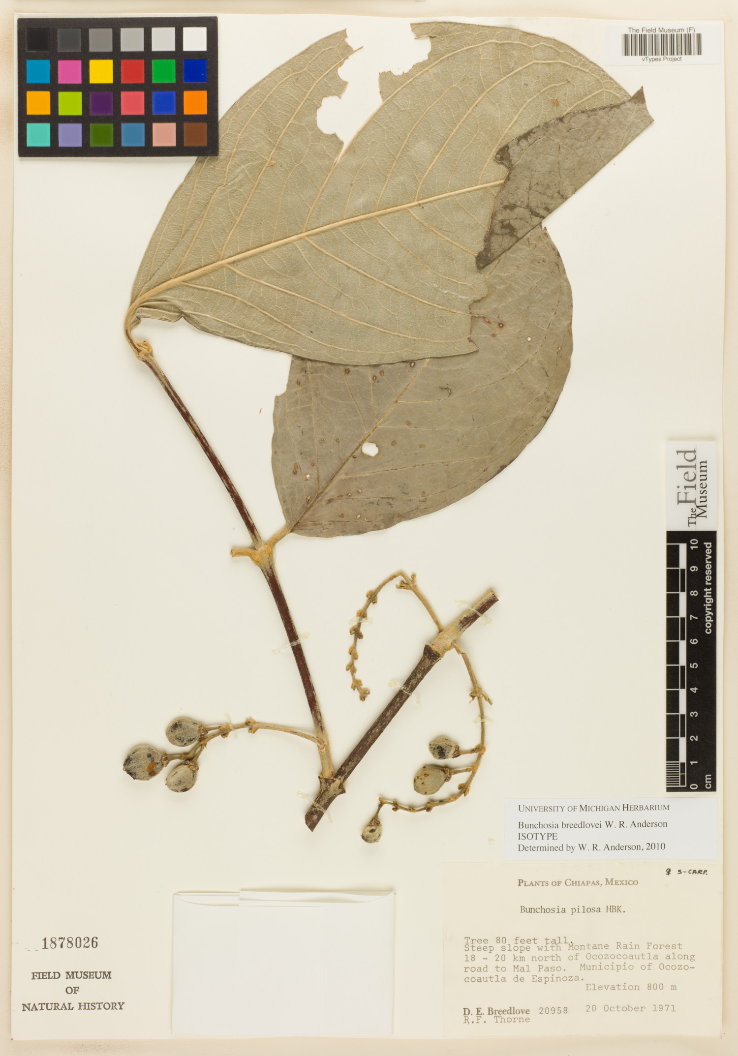 Bunchosia breedlovei image
