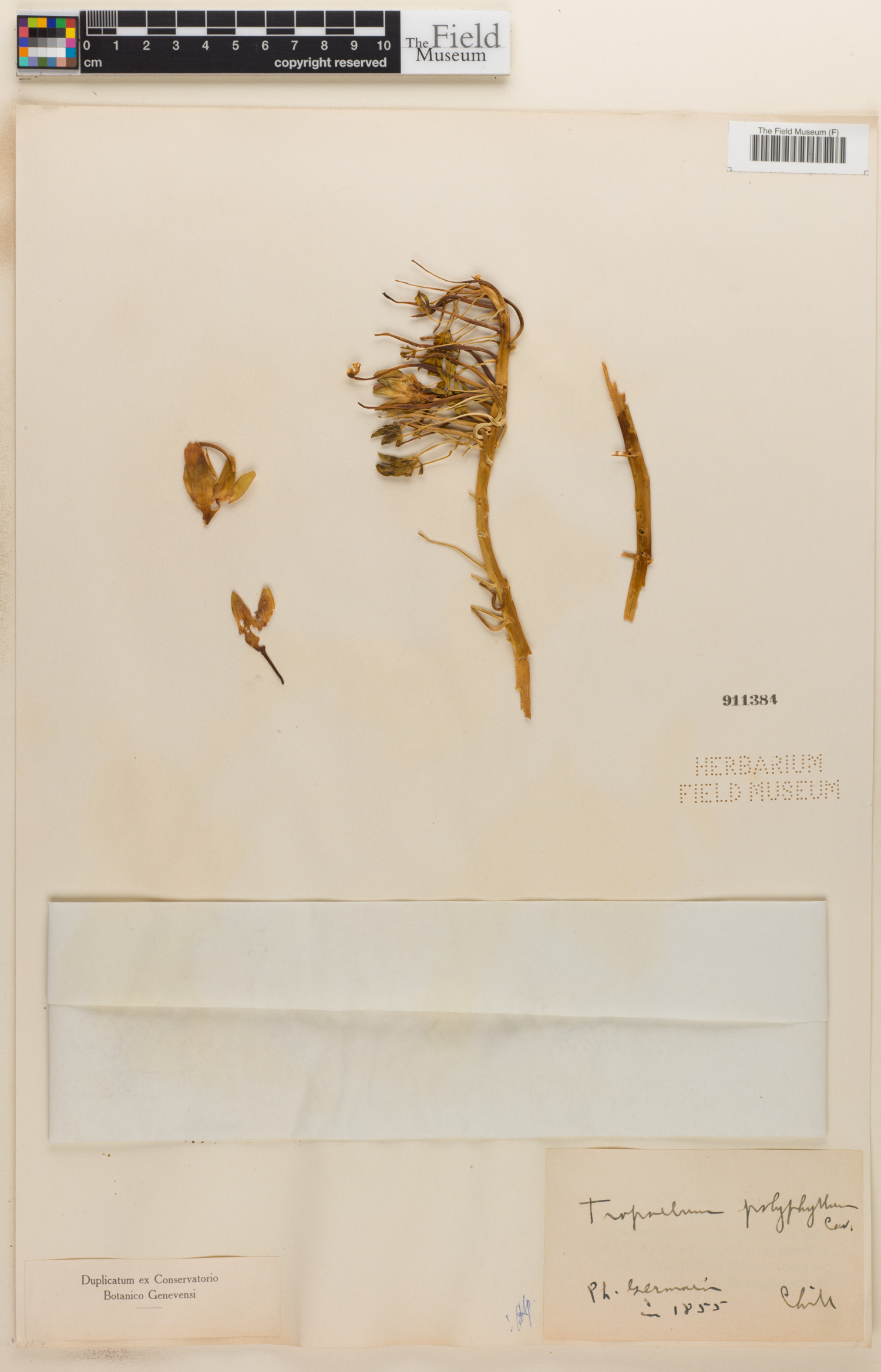 Tropaeolum polyphyllum image