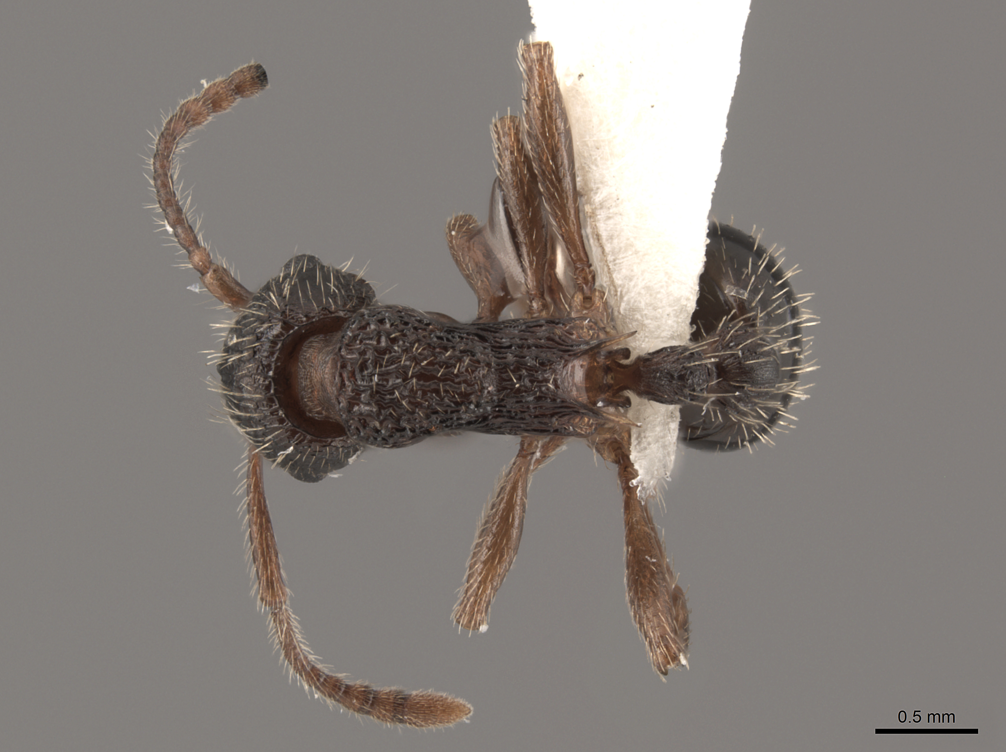 Myrmica fracticornis image