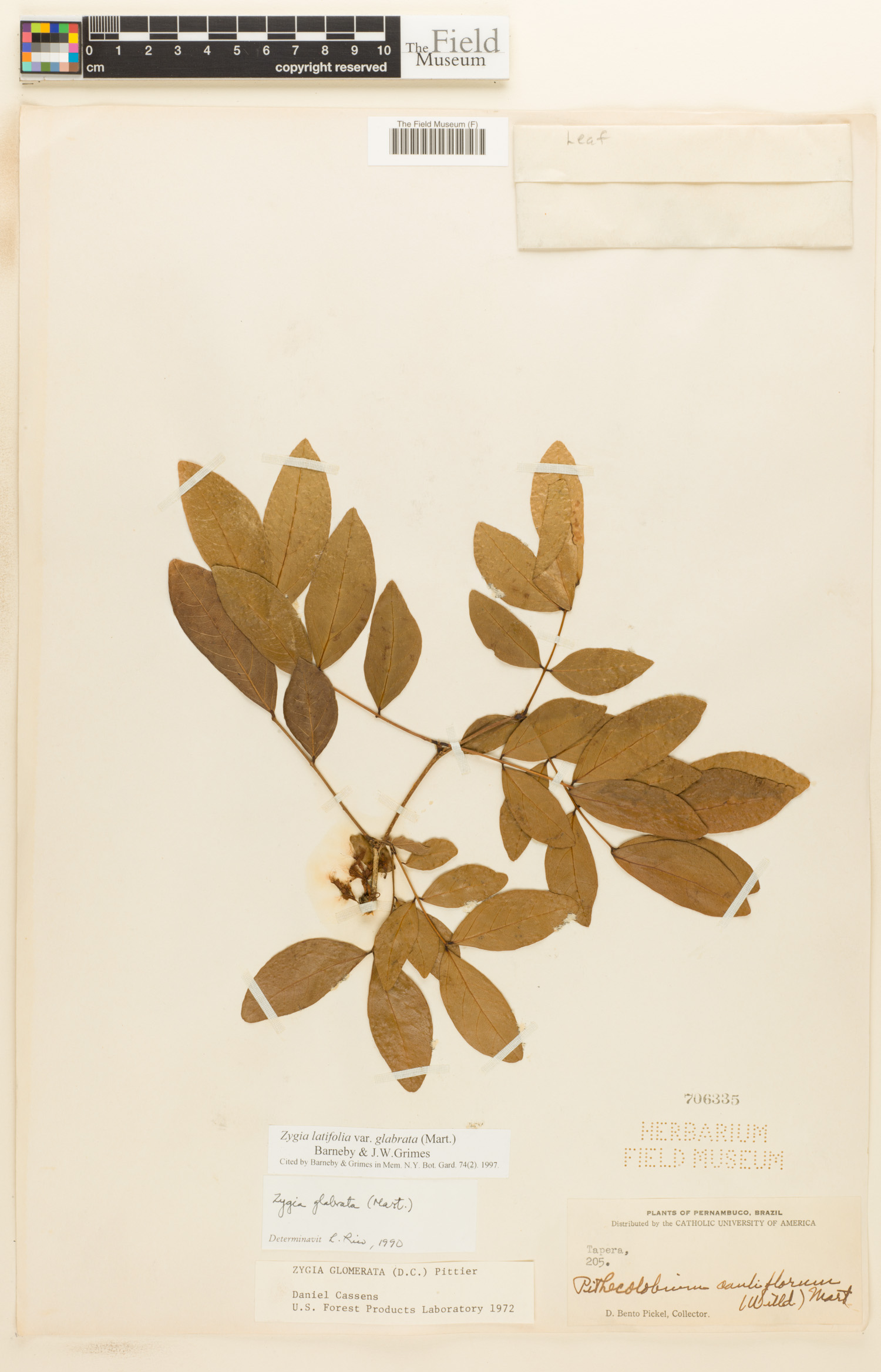 Zygia latifolia var. glabrata image