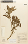 Zygia latifolia image