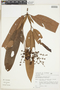 Calyptranthes lanceolata image