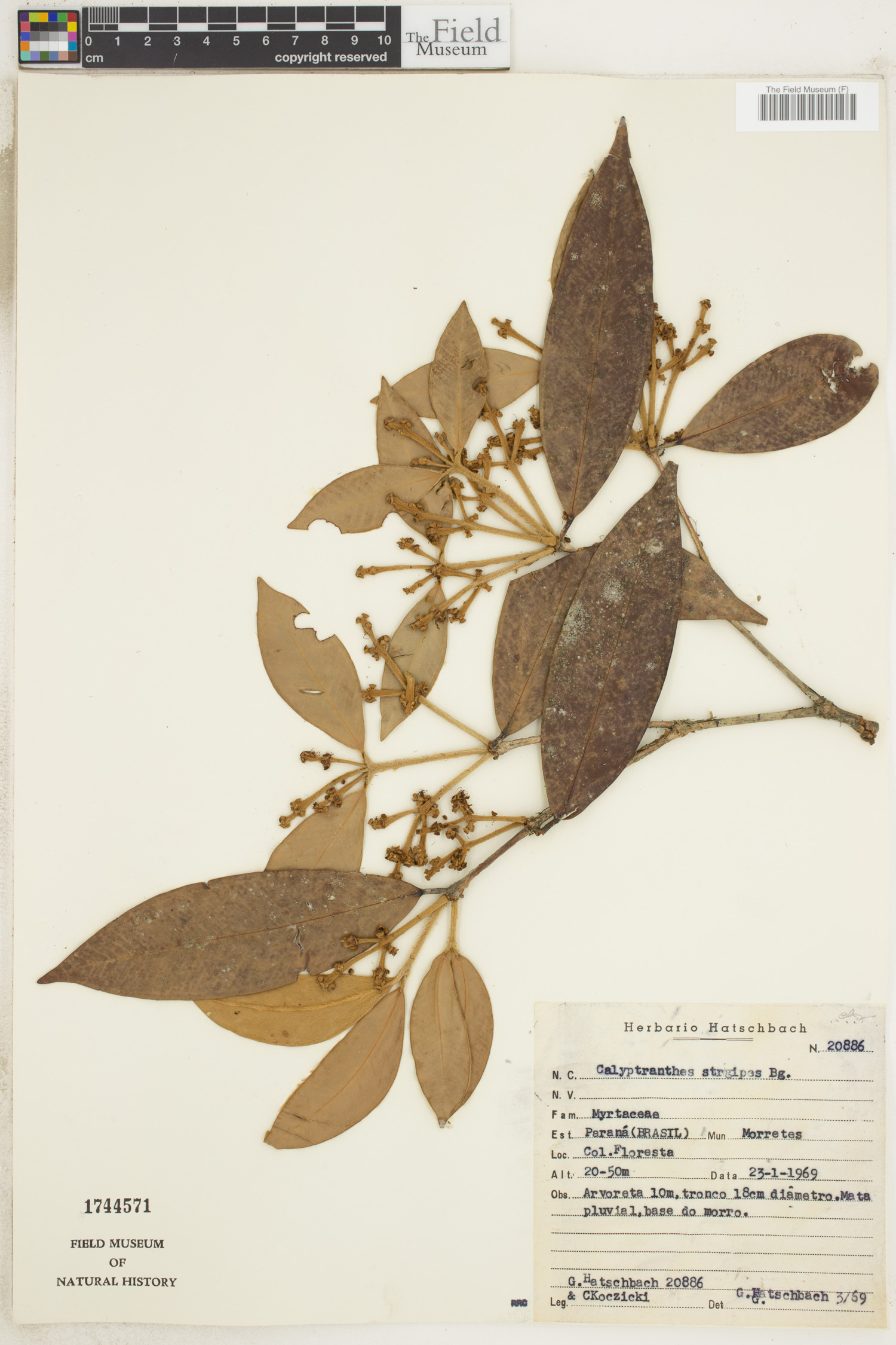 Calyptranthes strigipes image