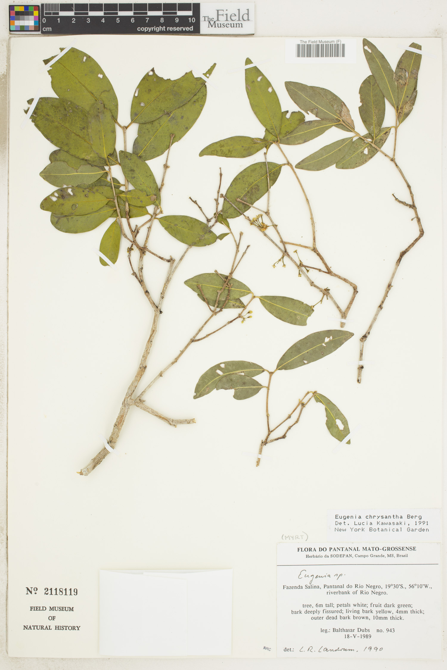 Eugenia chrysantha image
