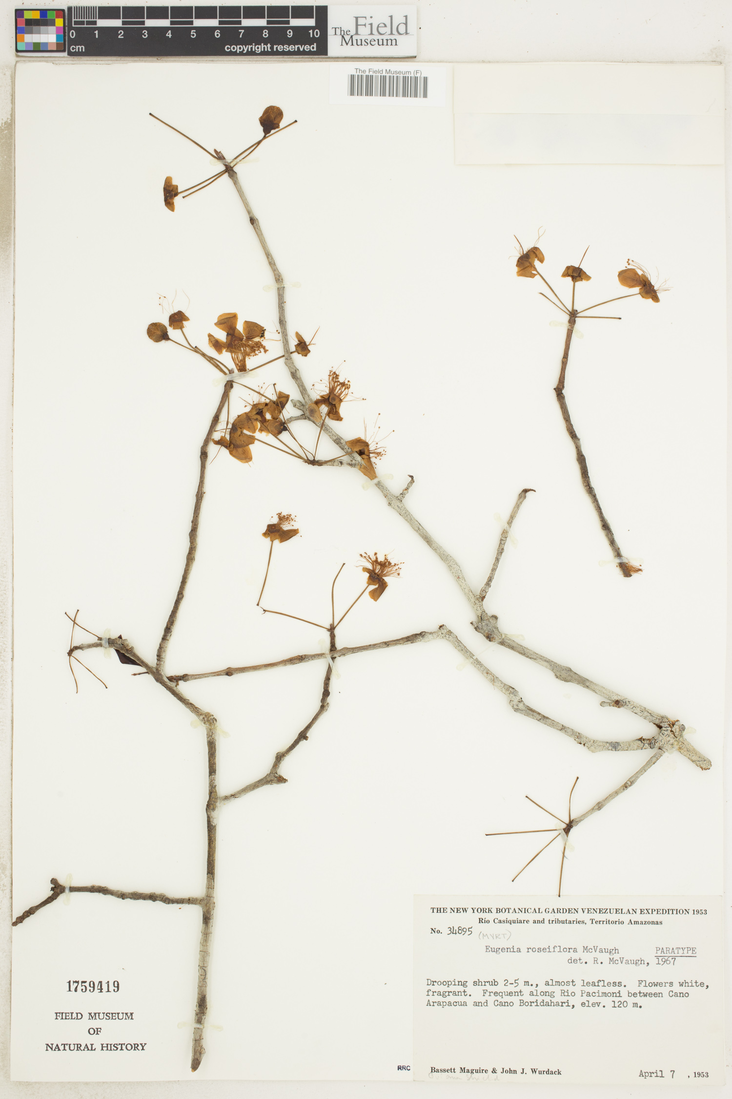 Eugenia roseiflora image